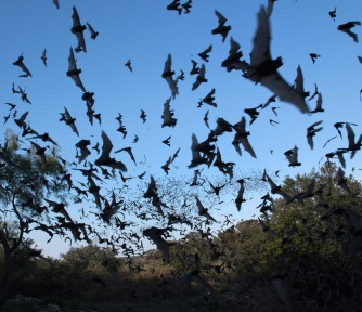 Austin Bat Refuge: Providing Education and Conservation for Bats in North America - Featured Photo