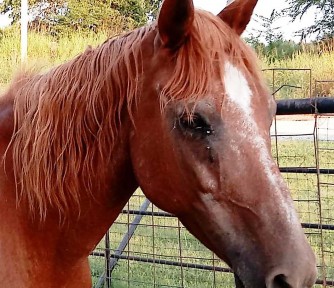 Grey Oaks Equine Sanctuary: Providing Comfort and Care to Horses in their Later Years - Featured Photo