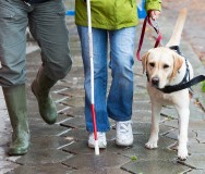 How Guide Dogs Reversed Its Legacy Income Fortunes - Featured Photo