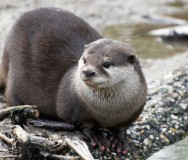 International Otter Survival Fund: Promoting the Survival and Health of the World's Otter Population - Featured Photo