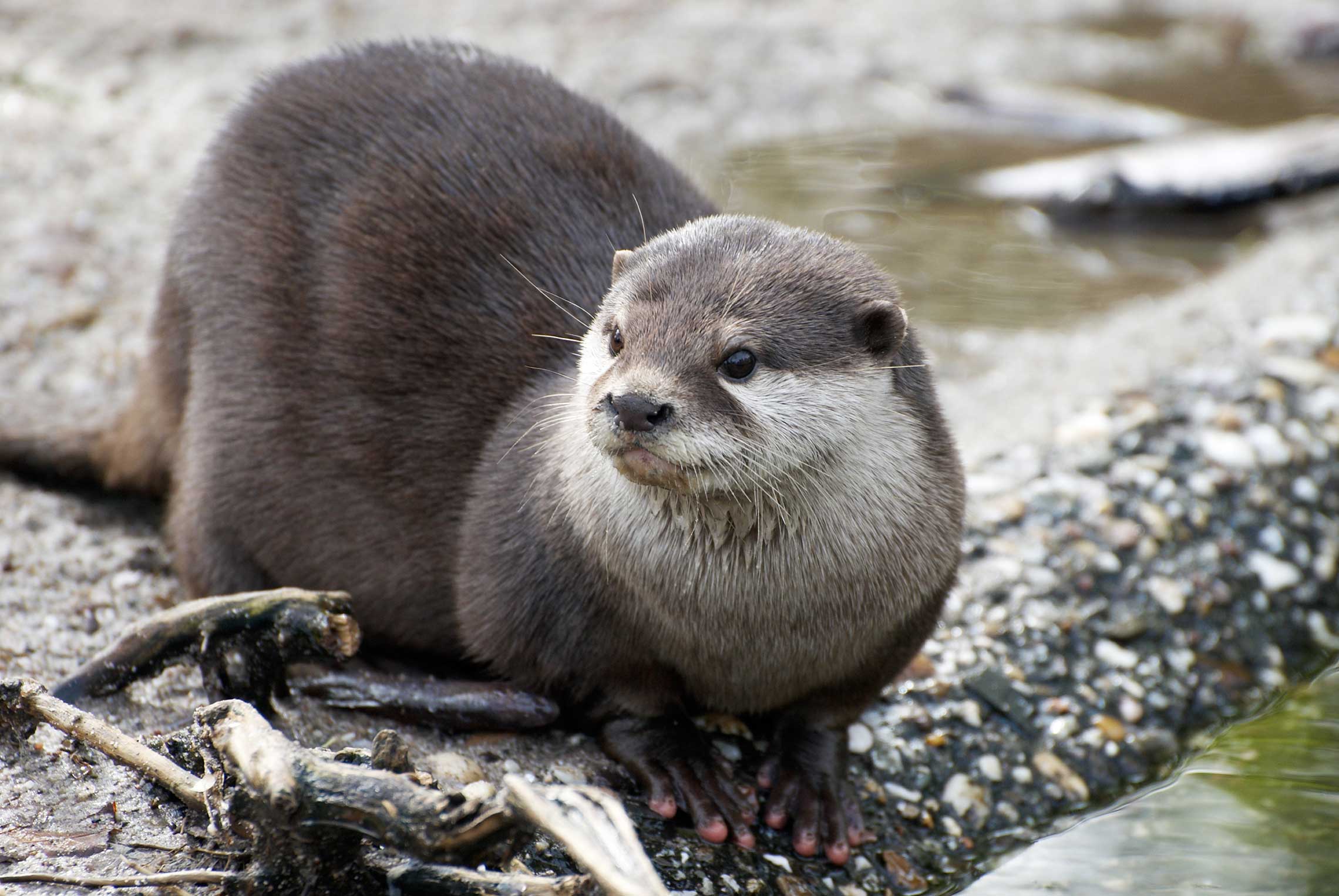 International Otter Survival Fund Promoting The Survival And Health Of The World S Otter Population Missionbox