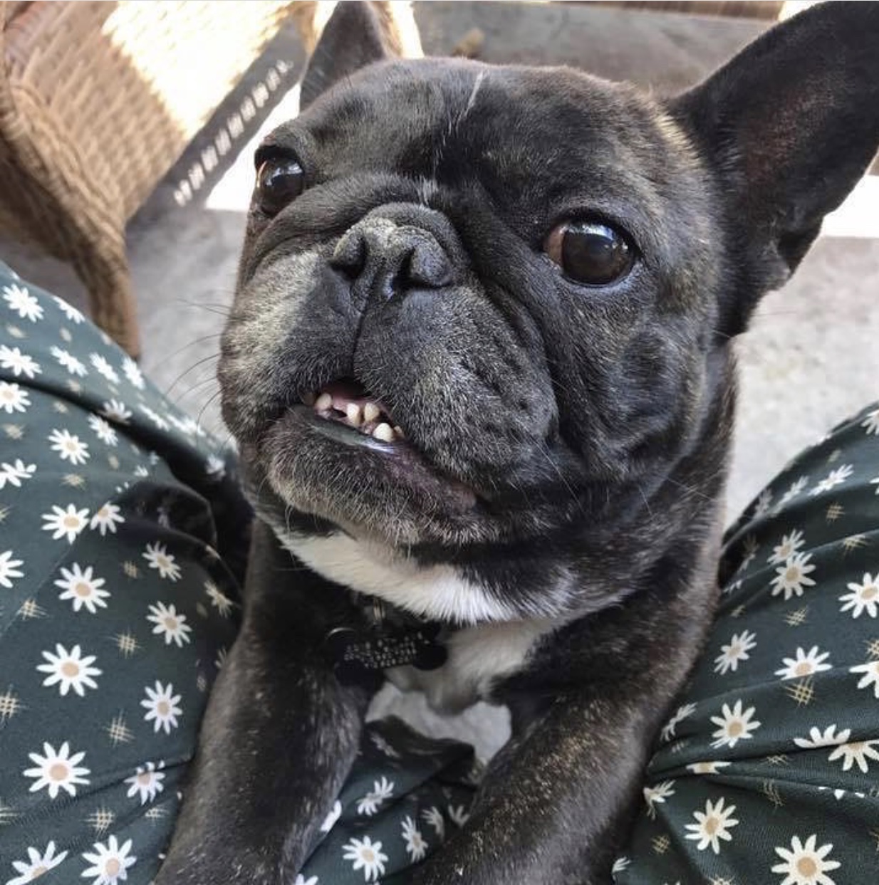 French Bulldog Second Chance Rescue Nonprofit MissionBox