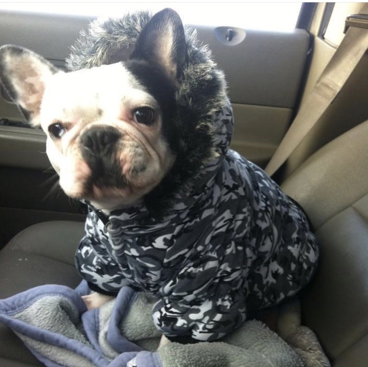 second chance french bulldog