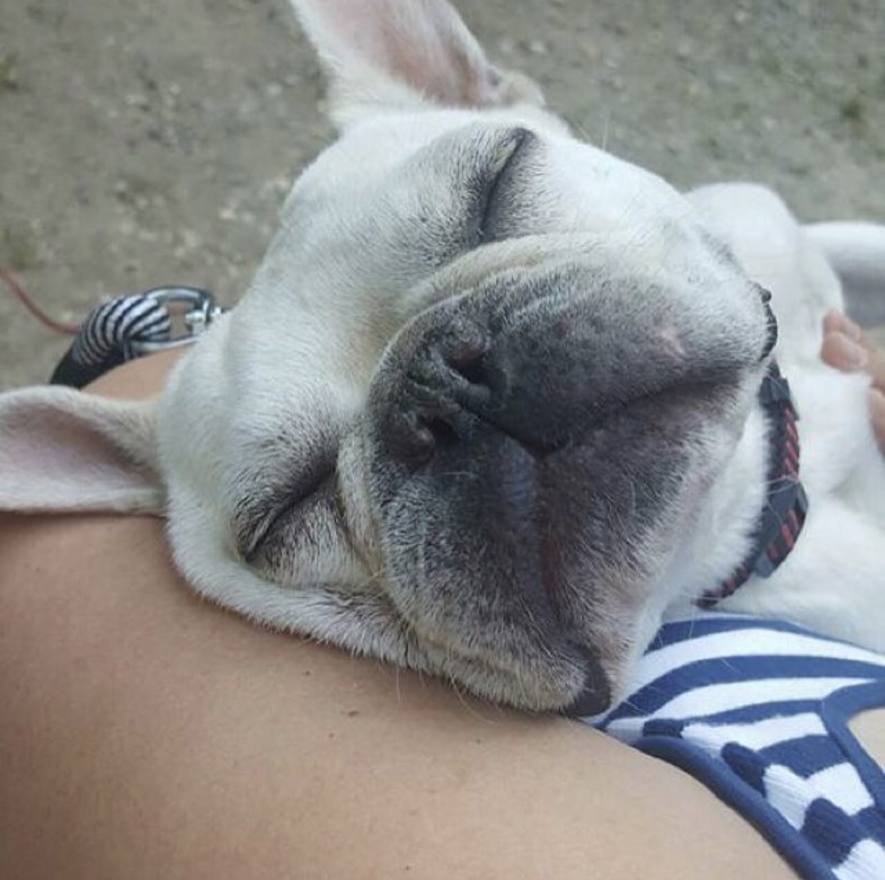 second chance french bulldog