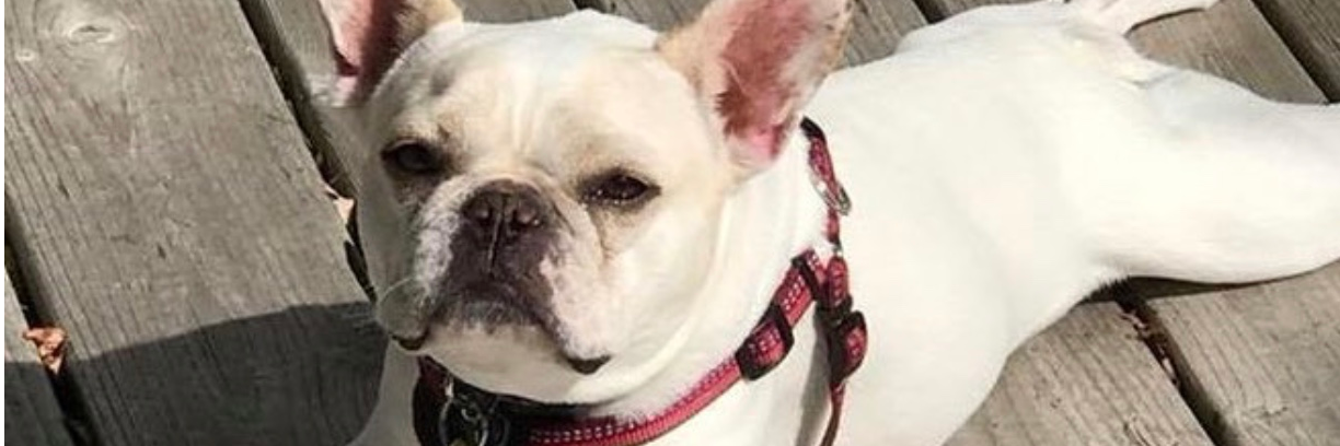 French Bulldog Second Chance Rescue 