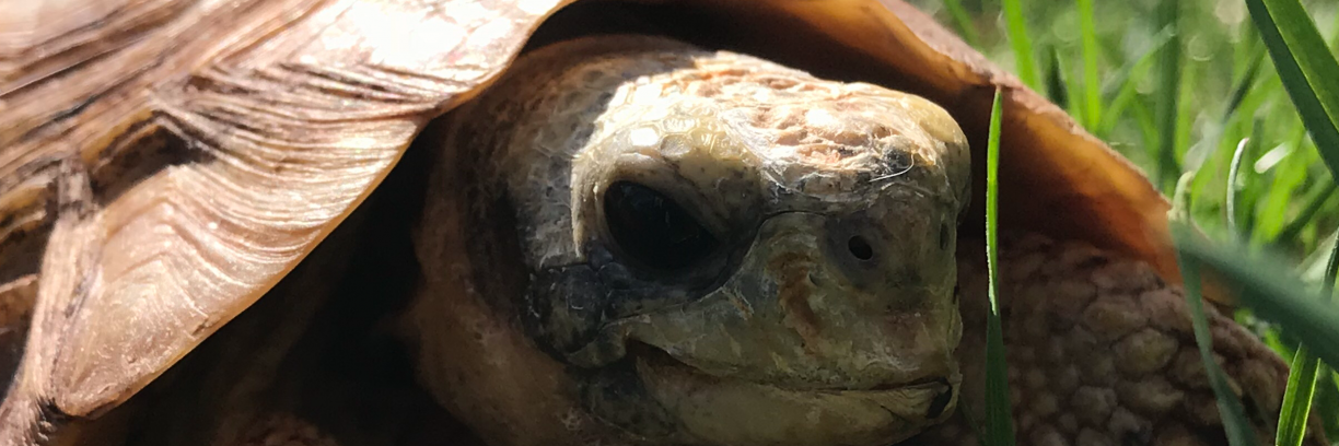 reptile sanctuary near me