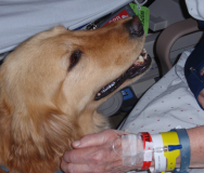 5 Ways Service Dogs Help People with Cancer - Featured Photo